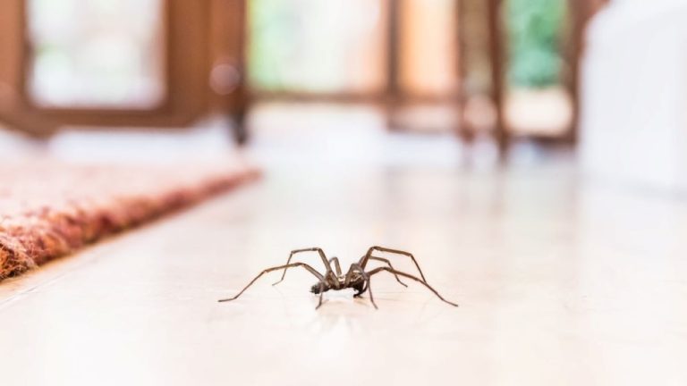 Les araignées peuvent-elles survivre dans un aspirateur et en sortir ? La réponse des experts