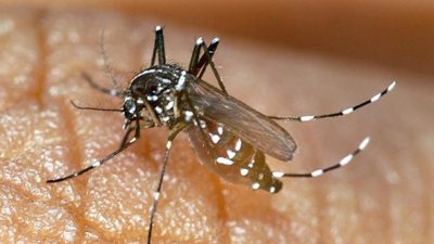 Changement climatique : attention, le virus de la dengue débarque en France, une situation inédite !