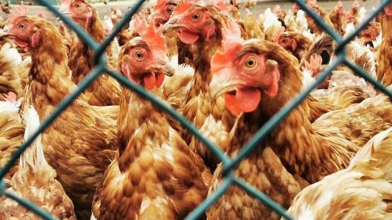 Grippe aviaire : toutes les volailles confinées en France, l’alerte passe au niveau élevé