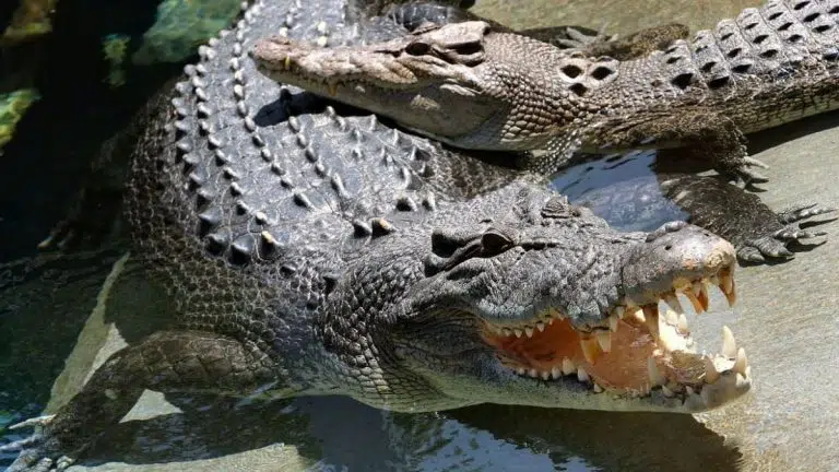 Un couple de touristes attaqué par des crocodiles, leur vacance virent au cauchemar