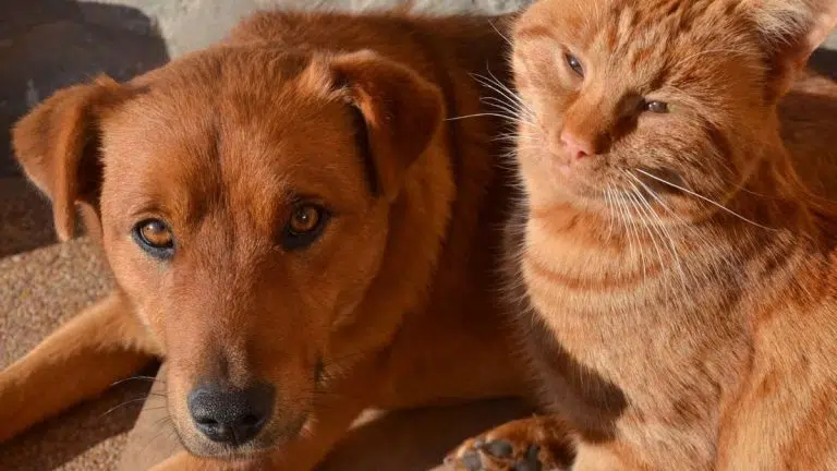 Canicule : 6 règles à suivre pour protéger votre chien ou chat de la chaleur cet été